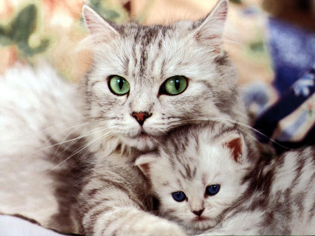 maman aux yeux verts et chaton aux yeux bleus...