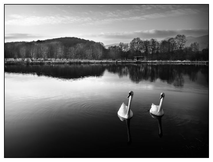curiositee de deux cygnes