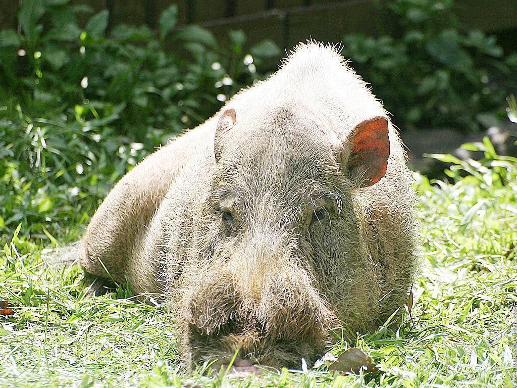 sanglier albinos