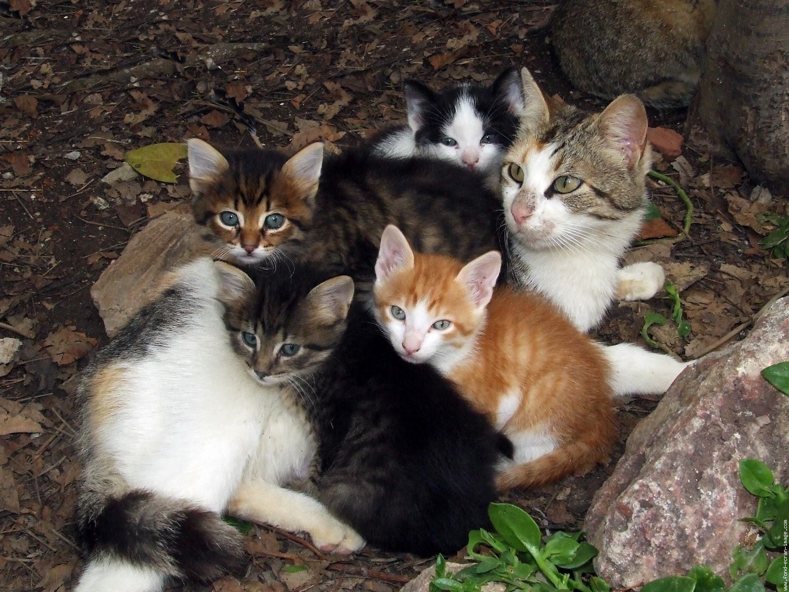 maman et ses petits