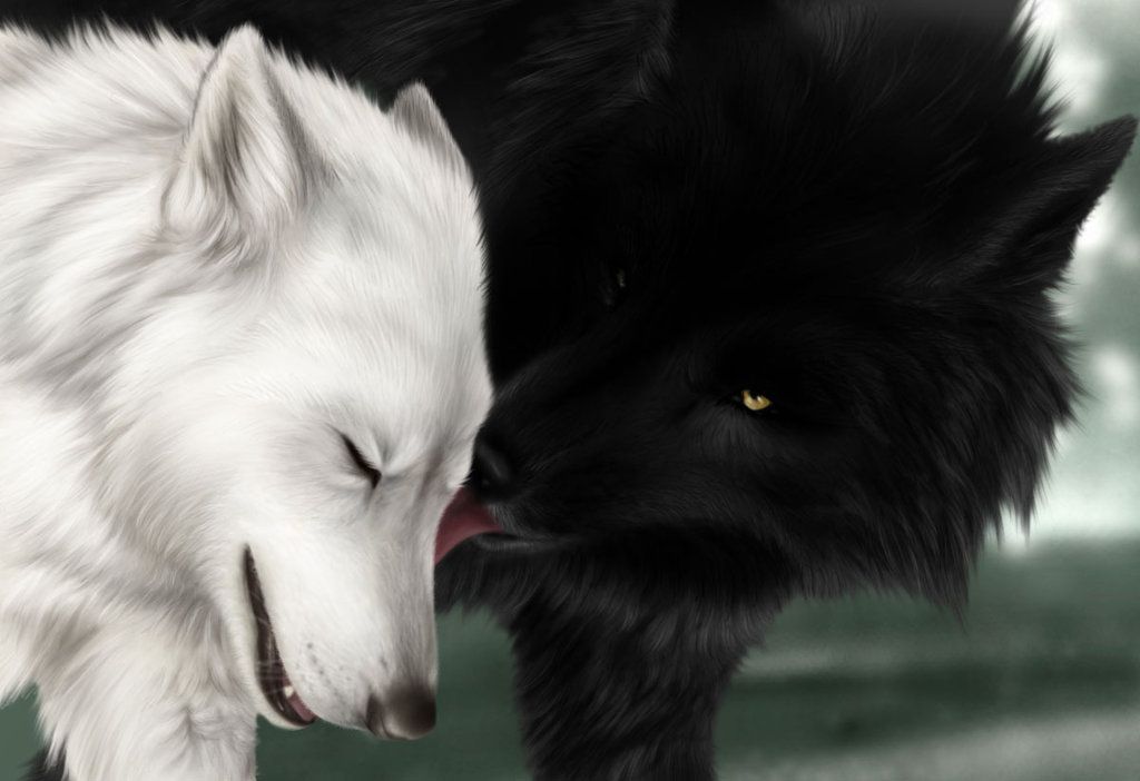 loup blanc et loup noir