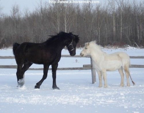 cheval noir et un poney blanc